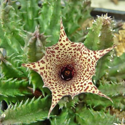 huernia hislopii subsp. cashelensis