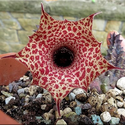 huernia hislopii subsp. robusta