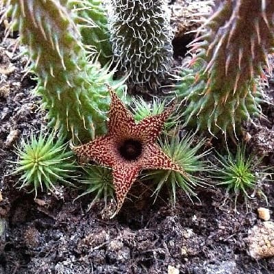 huernia hislopii