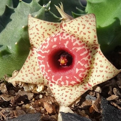 huernia humilis