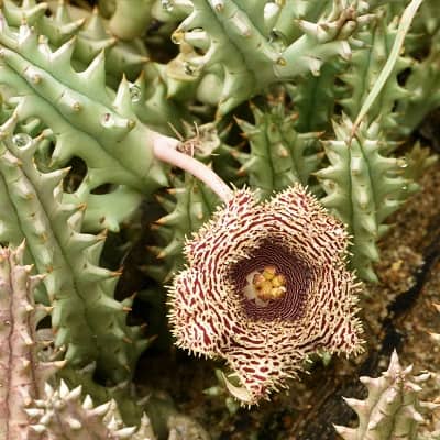 huernia