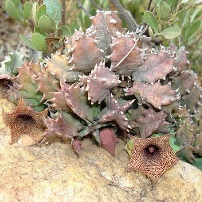 huernia loeseneriana