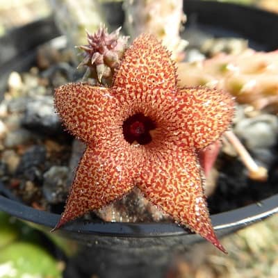 huernia longii