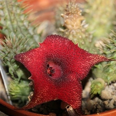 huernia macrocarpa