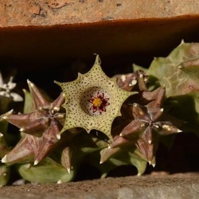 huernia namaquensis