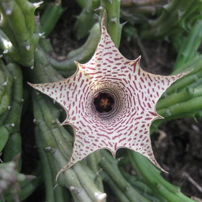 huernia occulta