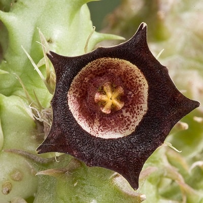 huernia oculata