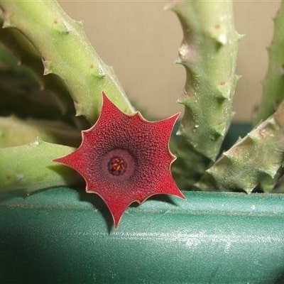 huernia pendula