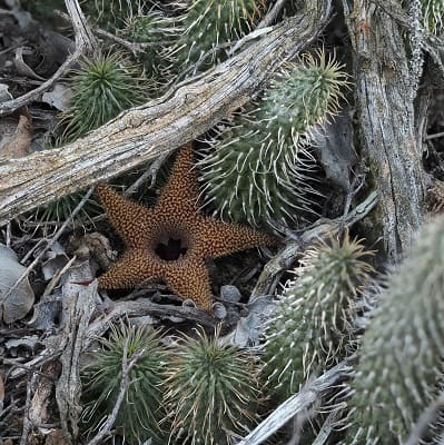 huernia pillansii