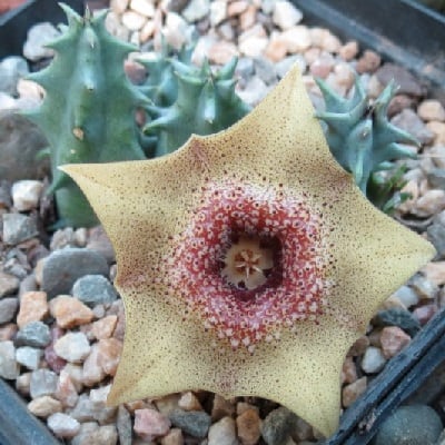 huernia praestans