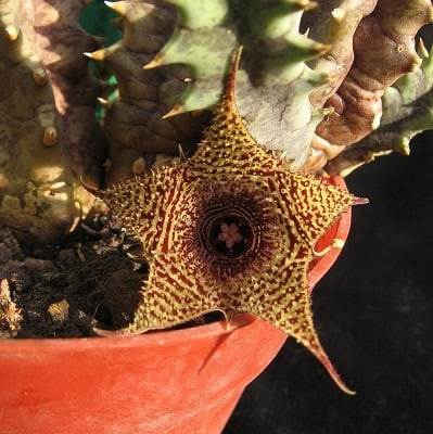 huernia stapelioides