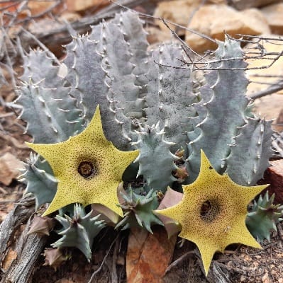 huernia thuretii