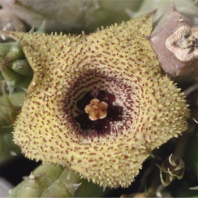 huernia volkartii var. repens