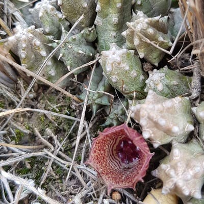 huernia whitesloaneana