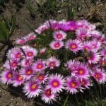 Lampranthus Succulents: 67 Varieties To Elevate Your Garden 