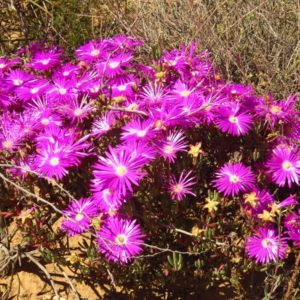 Lampranthus Succulents: 67 Varieties To Elevate Your Garden 