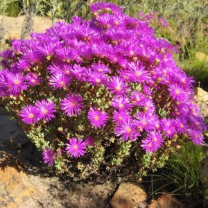 Lampranthus Succulents: 67 Varieties To Elevate Your Garden 