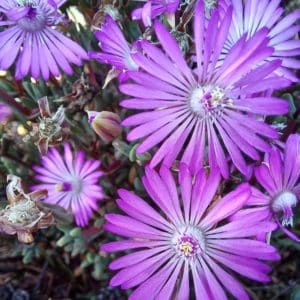 Lampranthus Succulents: 67 Varieties to Elevate Your Garden | Succulent ...