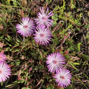 Lampranthus Succulents: 67 Varieties to Elevate Your Garden | Succulent ...