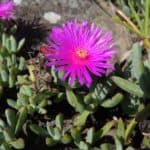 Lampranthus Succulents: 67 Varieties to Elevate Your Garden | Succulent ...