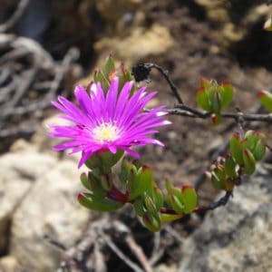 Lampranthus Succulents: 67 Varieties to Elevate Your Garden | Succulent ...