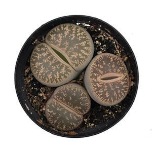 lithops aucampiae leaf clay