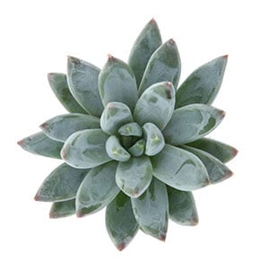 pachyveria glauca little jewel leaf clay