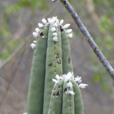 pilosocereus floccosus ssp. quadricostatus