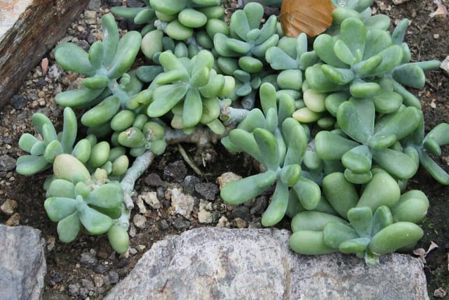 sedum allantoides ruud de block