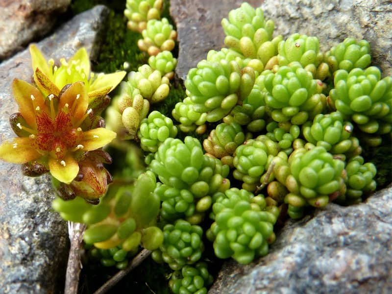 sedum alpestre ettore guarnaroli