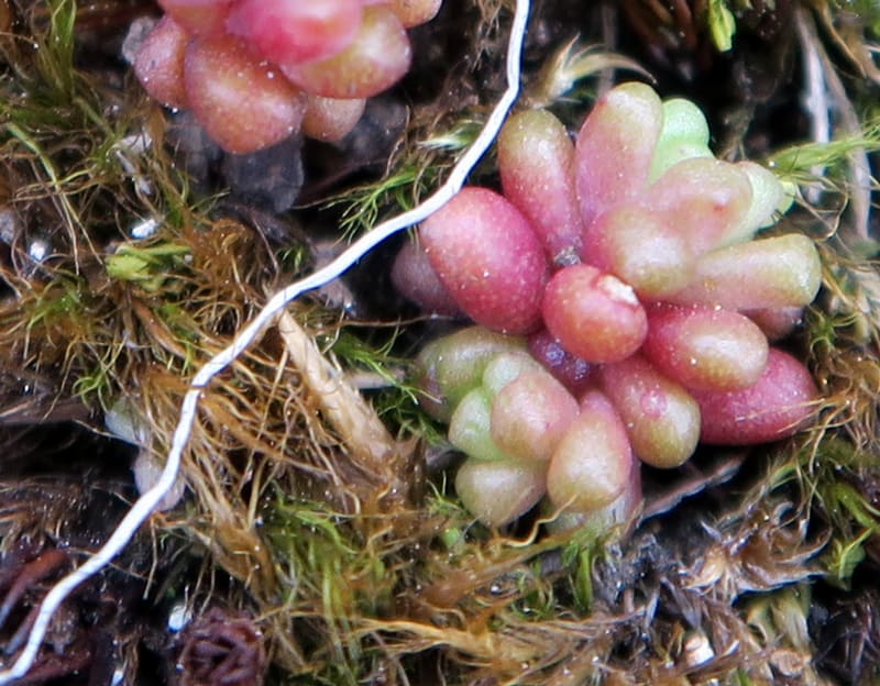 sedum atratum nessy