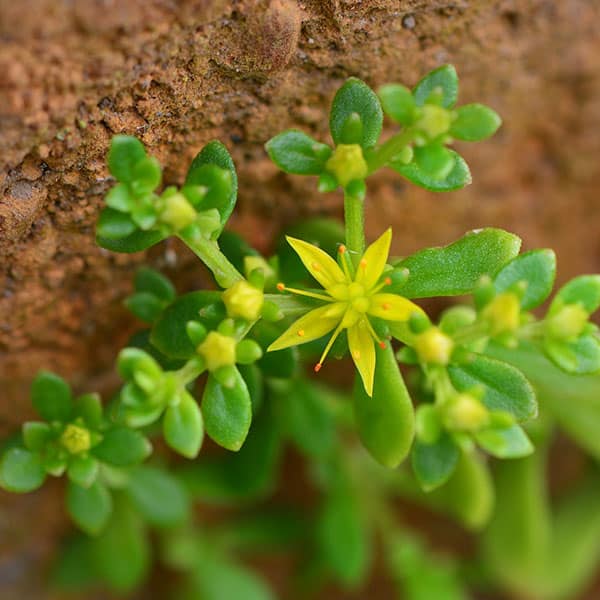 sedum bulbiferum qooh