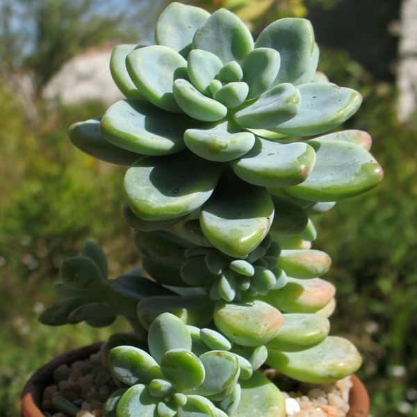 sedum clavatum nessy