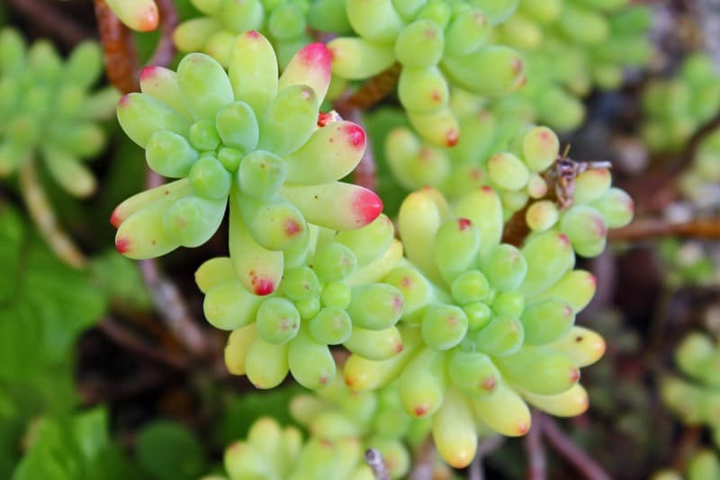 sedum clavifolium ruud de block