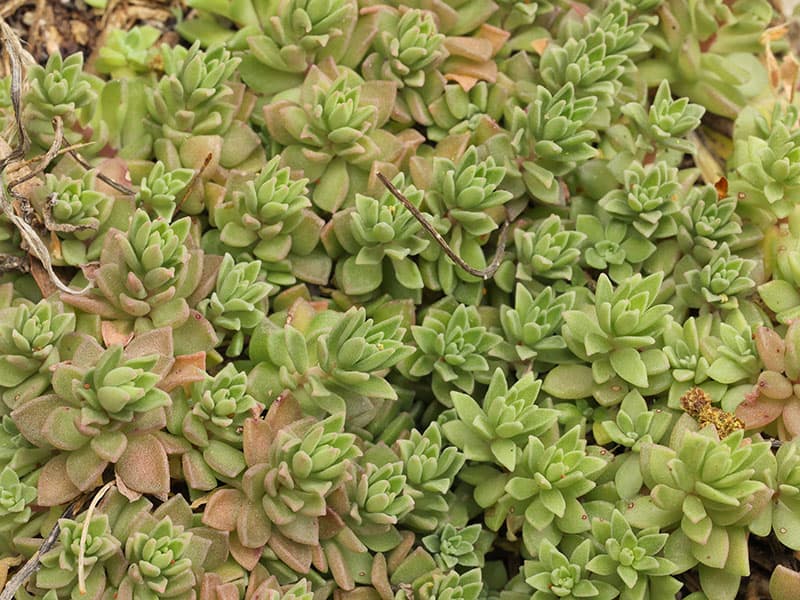 Sedum cockerellii Alan Cressler