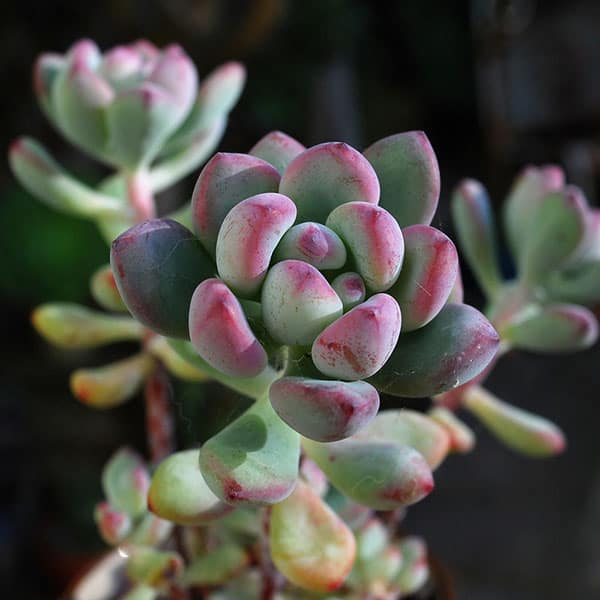 sedum commixtum andrew jarvis