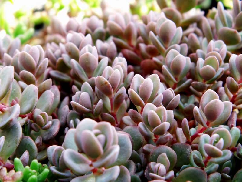 Sedum cyaneum Skolnik