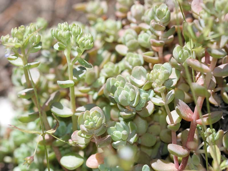 Sedum debile Andrey Zharkikh