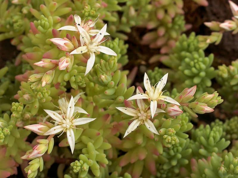 Sedum diffusum Stefan Neuwirth