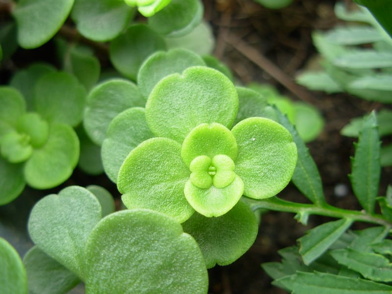 Sedum emarginatum rose mary