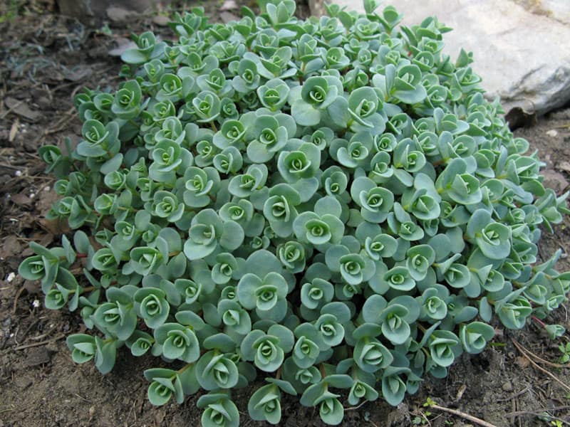 Sedum ewersii Igor Milekhin