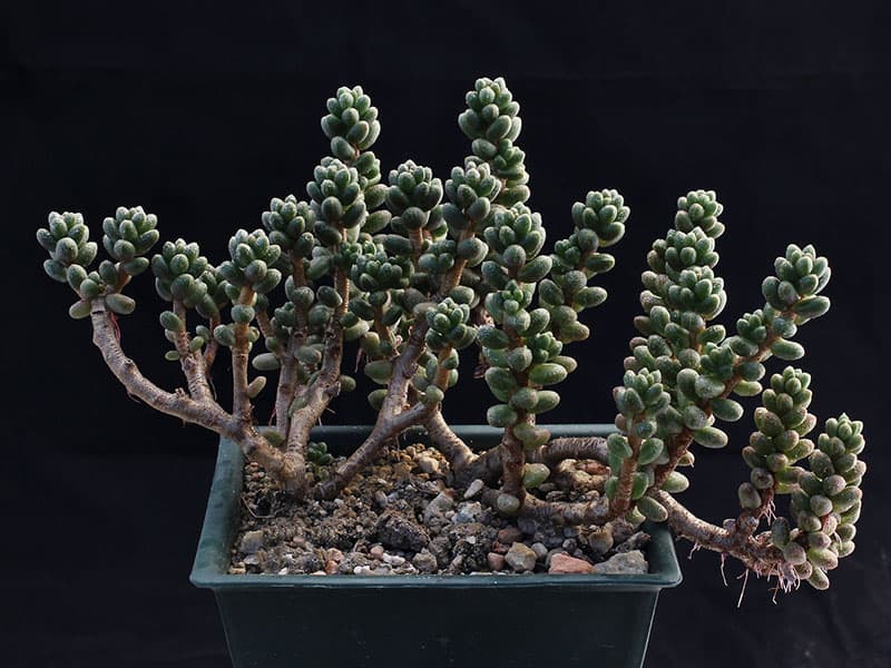 sedum furfuraceum josef skala