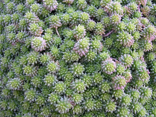 sedum grisebachii jarrell nursery