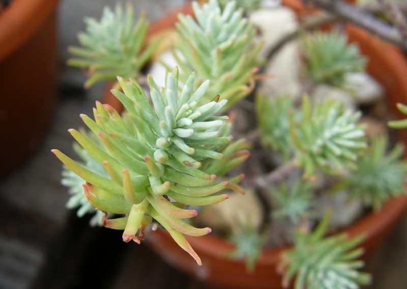 sedum griseum manue64