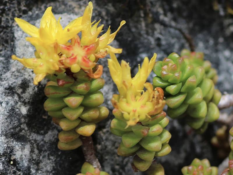 Sedum guatemalense Mark Egger