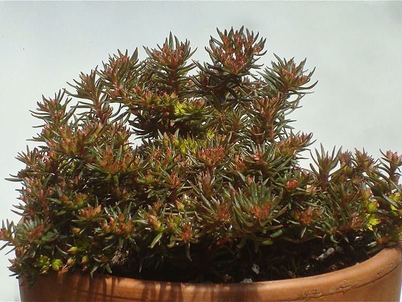 sedum hakonense cactusjohn