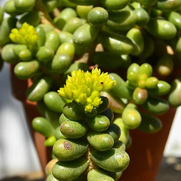 sedum hernandezii ecos de pedra