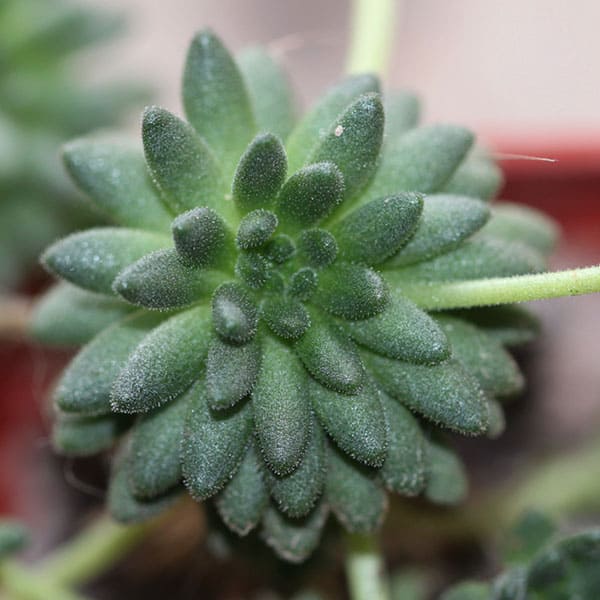 sedum hirsutum subsp. baeticum alloe.