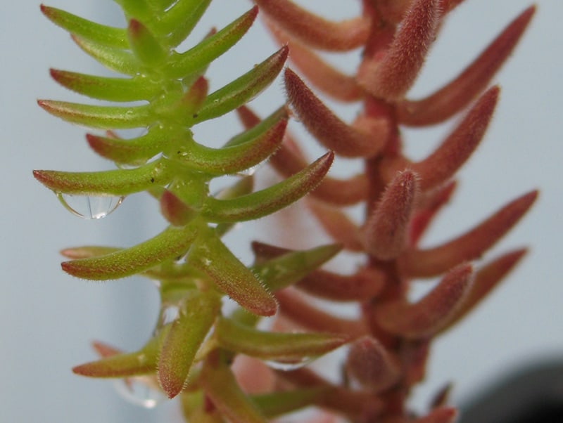 Sedum jurgensenii Nessy