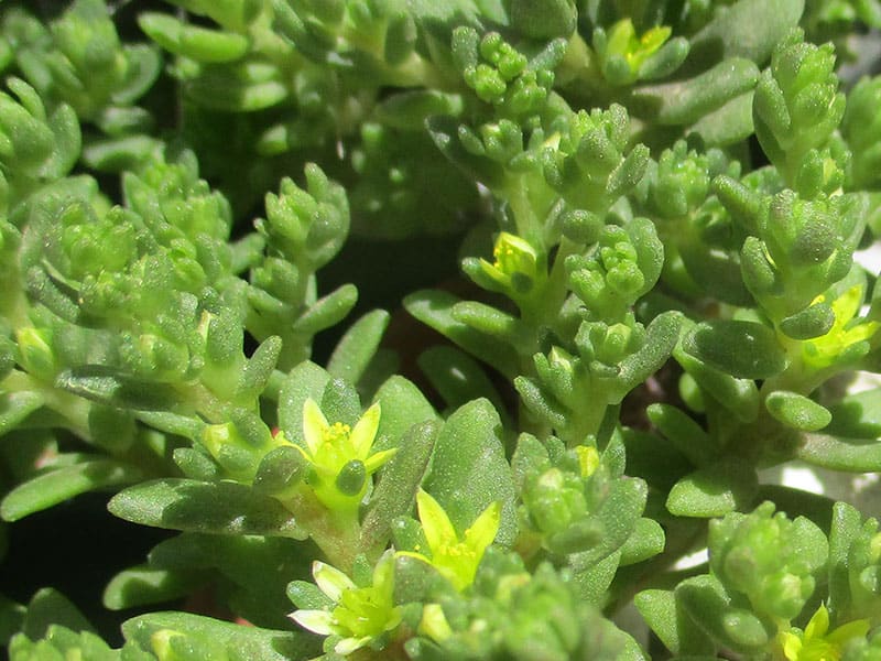 Sedum litoreum babis floy